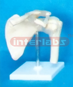 GENERAL BIG L- SHOULDER JOINT FUNCTIONAL MODEL